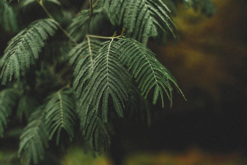 Magical Greenery